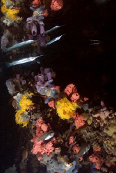 Mirror image of a needle fish among the colourful, sponge... by Erika Antoniazzo 